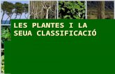 Les plantes i la seua classificació