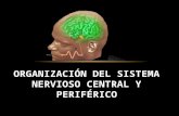 Organización del sistema nervioso central y periférico