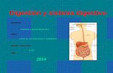 Diapositivas del sistema digestivo humano