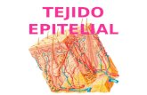 Tejido Epitelial