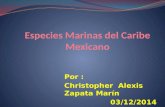 Especies marinas del caribe mexicano