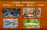 Clase anfibios 2013 (1)
