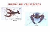 Subphylum crustáceos