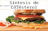Sintesis colesterol