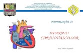 Clase  1  cardiovascular