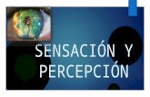 Psicologia   tema 1 sensacion y percepcion