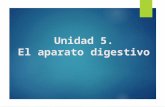 Unidad 5. el aparato digestivo