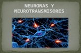 Neuronas y neurotransmisores
