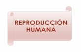 Reproducción Humana Clase 18