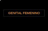 HISTOLOGIA: aparato genital femenino y masculino