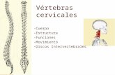 Vértebras cervicales