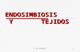 Endosimbiosis      y       tejidos