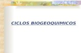 -ciclos biogeoquimicos-
