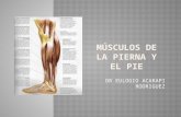 Musculos de la pierna y el pie- para estudiantes de medicina