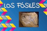 Los fósiles (1)