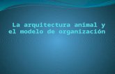 La arquitectura animal y el modelo de organización