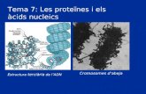 Tema 7 bio1 (ã€cids nucleics) 0607