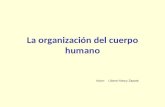 Organizacion del cuerpo humano