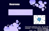 2015 neurona