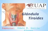 Fisiologia de la tiroides