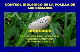 Manejo biologico de la falsa polilla de los samanes   ingredion - cali. new