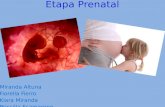 Etapa prenatal (2) (2)
