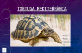 La tortuga Mediterrània - La Salle Manlleu