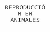 Reproducción en animales