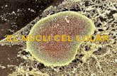 01   el nucli cel·lular