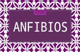 Anfibios by haruhi