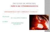Embrio cuello y cara Fonseca