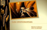 cromosoma, Mariela HPS-133-00108V