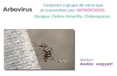 Dengue, Fiebre Amarilla y Fiebres Hemorragicas - Microbiologia Barcelo