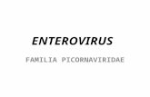 Enterovirus - Microbiologia Fundacion Barcelo