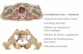 3   articulacion de la cadera  con radiologica y perthes ok