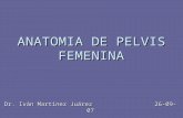 Anatomia De Pelvis Femenina