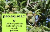 Pexegueiro (Pruns persica)