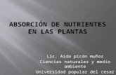 Absorción de nutrientes en las plantas