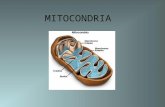 Mitocondria e cloroplasto_2010-2011 new