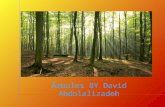 Árboles - David Abdolalizadeh - 4º B