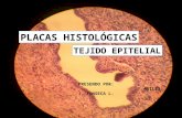Placas de laboratorio de Histología-Tejido Epitelial
