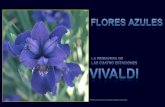Vivaldi Y Las Flores Azules 15