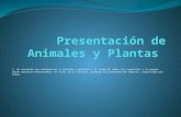 Presentación de animales y plantas