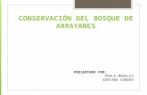 Bosque arrayanes