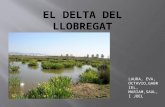 El delta del llobregatmargaridots