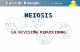 PresentacióN Meiosis