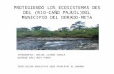 Protegiendo los ecosistemas des del (rio caño pajuil)del
