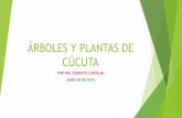Árboles y Plantas de Cúcuta
