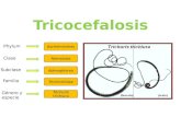 Generalidades de nematodos y Tricocefalosis
