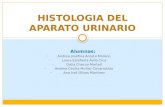 Histologia del aparato urinario (1)